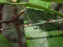 Candovia annulata