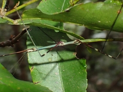 Candovia annulata