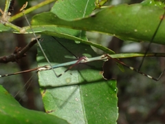 Candovia annulata
