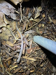 Batrachoseps major major