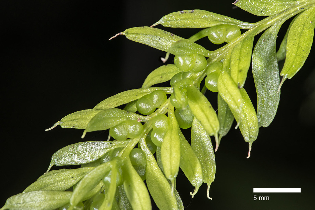 Tmesipteris sigmatifolia