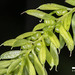 Tmesipteris sigmatifolia - Photo (c) jeremy_rolfe, algunos derechos reservados (CC BY), uploaded by jeremy_rolfe