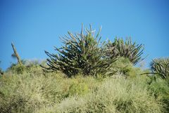 Didierea madagascariensis