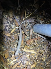 Batrachoseps major major