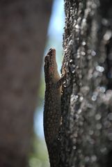 Blaesodactylus sakalava