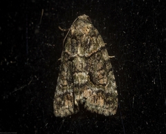 Pherechoa crypsichlora