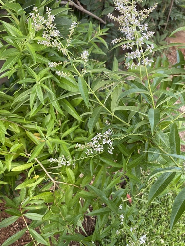 Aloysia citriodora iNat (2)