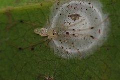 Janula
