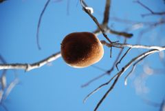 Adansonia rubrostipa
