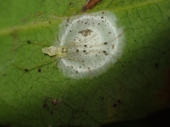 Janula