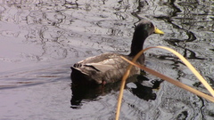 Anas platyrhynchos domesticus