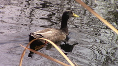 Anas platyrhynchos domesticus