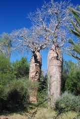 Adansonia rubrostipa