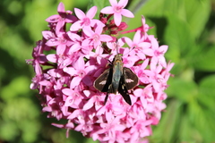 Thespieus macareus