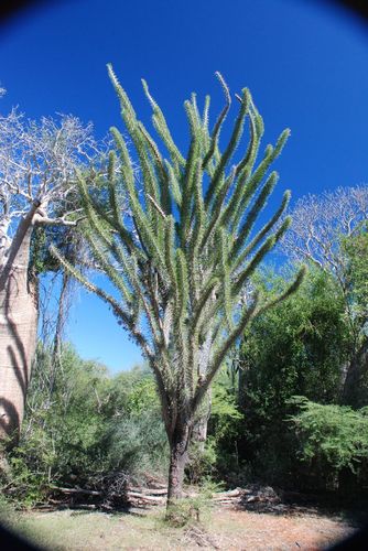 Madagascar Octopus Tree