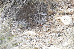 Acanthodactylus schreiberi