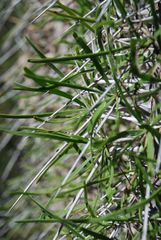 Didierea madagascariensis