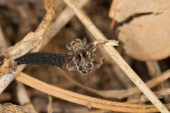 Maratus nigromaculatus