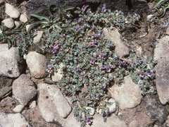 Astragalus kentrophyta tegetarius