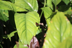 Anthanassa atronia