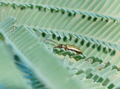 Monolepta subsuturalis