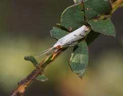 Asmicridea edwardsii