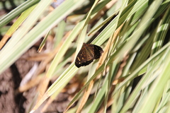 Anthanassa atronia