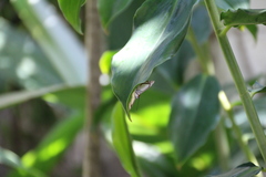 Thisbe lycorias