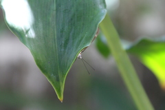 Thisbe lycorias