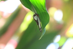Thisbe lycorias