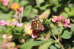 Anthanassa atronia