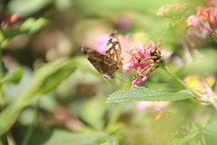 Anthanassa atronia