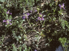 Penstemon heterodoxus heterodoxus