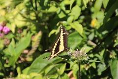 Image of Papilio homothoas