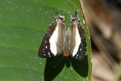 Dodona deodata