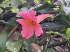 Amphilophium buccinatorium