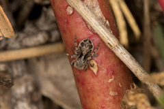 Maratus nigromaculatus