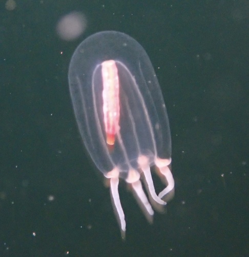 Euphysa flammea