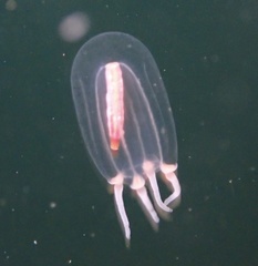 Euphysa flammea