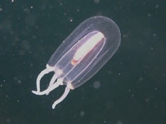 Euphysa flammea