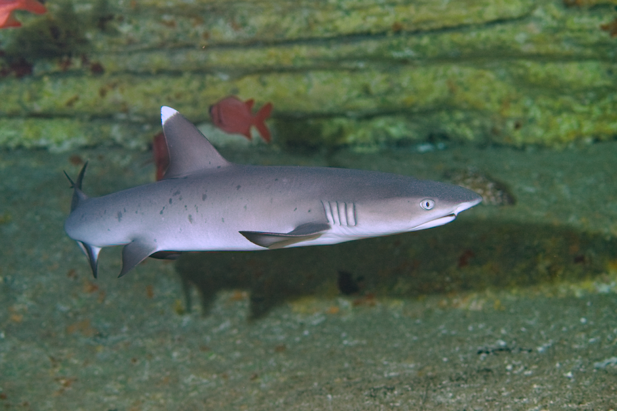 Stock photo of Whitetip reef shark (Triaenodon obesus) with