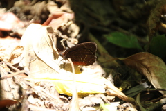 Pedaliodes manis