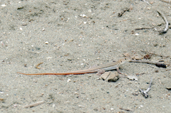 Acanthodactylus schreiberi