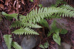 Phegopteris decursive-pinnata