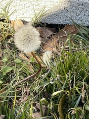 Taraxacum