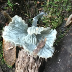 Arrhenia chlorocyanea