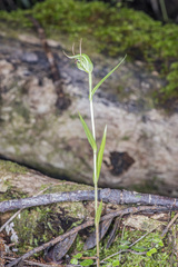 Pterostylis agathicola