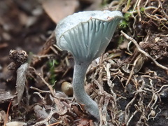 Arrhenia chlorocyanea