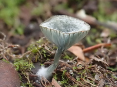 Arrhenia chlorocyanea