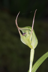 Pterostylis agathicola